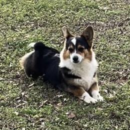 Izzy - Pembroke Welsh Corgi