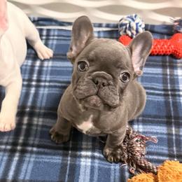 Girl 2 - Blue fawn female French Bulldog puppy in Spanaway, Washington from Frog Faced Frenchies