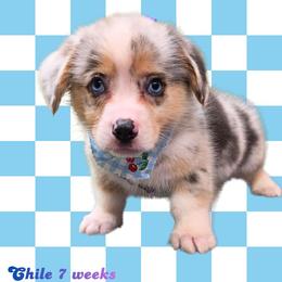 Chile - Blue merle and white male American Corgi puppy in Mansfield, Ohio from Moonrise corgis