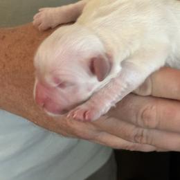 Boy 1 - Light golden male Golden Retriever puppy in College Station, Texas from Golden Care Golden Retrievers