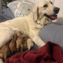 Maizie - Golden Retriever