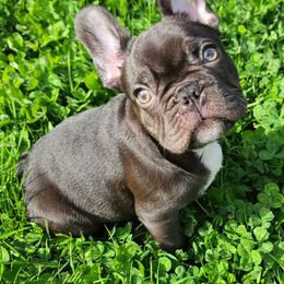 French Bulldog Puppies from Mak's French Bulldogs