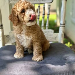 Goldendoodle Puppies from Ivy’s Doodles