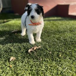 Bernedoodle Puppies from SoCal Bernedoodles
