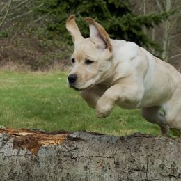 Labrador Retriever Puppies from Cecilie Drege