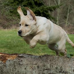 Labrador Retriever Puppies from Cecilie Drege