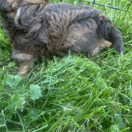 Elliot - Fawn male Havanese puppy in Ada, Michigan from ForestHillsHavanese