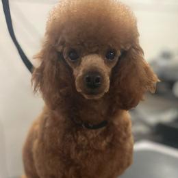 Tobi - Poodle