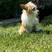 Nova - Portuguese Podengo Pequeno
