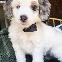 Black - Blue merle male Aussiedoodle puppy in Georgetown, California from Foothill Aussies