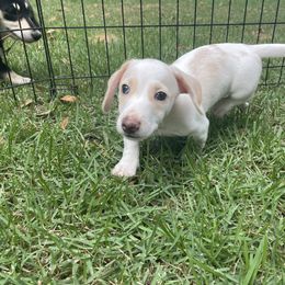 Dachshund Puppies from Harvin’s Weenie Gang