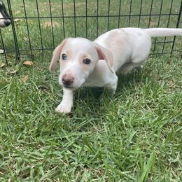 Dachshund Puppies from Harvin’s Weenie Gang