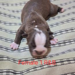 Red Girl 1 - Red female Boston Terrier puppy in Mesa, Arizona from Lehi Valley Boston Terriers