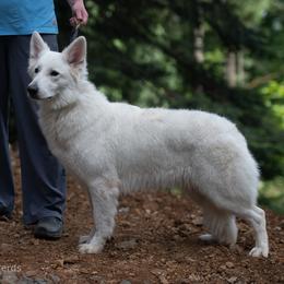 Girl 1 - female Berger Blanc Suisse puppy in Scio, Oregon from Moro Shepherds