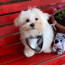 Maltese from Holley's Lovable Maltese Puppies