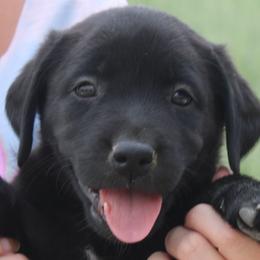 Reno Sacramento Sally - Black female Labrador Retriever puppy in Spring Creek, Nevada from Badland Kennel