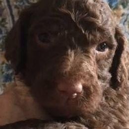 Assorted Doodle Crosses, Goldendoodles, and Poodles from Deb's Doodles