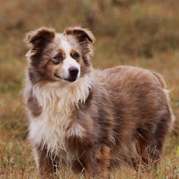 Jessy - Toy Australian Shepherd