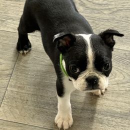 Boston Terrier puppies from Stoneridge Kennel