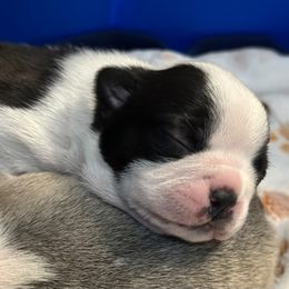 Girl 2 - Boston Terrier puppy in George West, Texas from Duke of Earl’s Boston Terriers