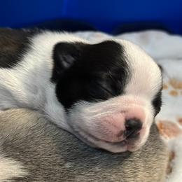 Girl 2 - Boston Terrier puppy in George West, Texas from Duke of Earl’s Boston Terriers