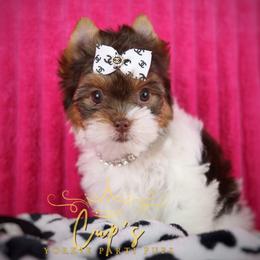 Mariah - Chocolate, tan and white female Yorkshire Terrier puppy in Cabot, Arkansas from Cup's Yorkie Parti Pups