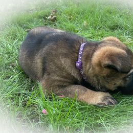 German Shepherd Puppies from Stonewick German Shepherds