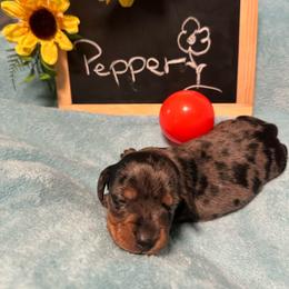 Pepper - Dapple male Dachshund puppy in Oscoda, Michigan from Northland Dachshunds