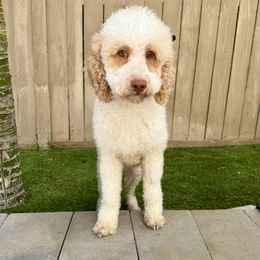 Holly - Poodle