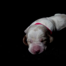 Basset Hound Puppies from Tabitha Schwierking