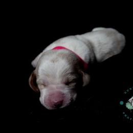 Basset Hound Puppies from Tabitha Schwierking