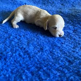 Kenobi-   (Birch) - Cream male Dachshund puppy in Wolf Lake, Indiana from Canisteo Dachshunds