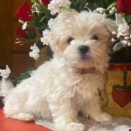 Bernedoodles, Goldendoodles, and Maltese from Caudle Kennel