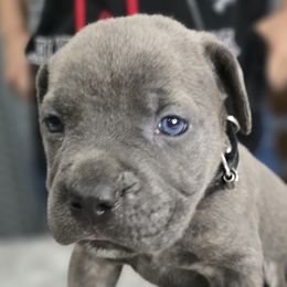 Black Collar Puppy - AKC and ICCF - Gray male Cane Corso puppy in Gorman, Texas from McOmber Country Kennels