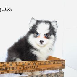 Chiquita - Black and white female Pomsky puppy in Murfreesboro, Tennessee from Middle Tennessee Pomskies