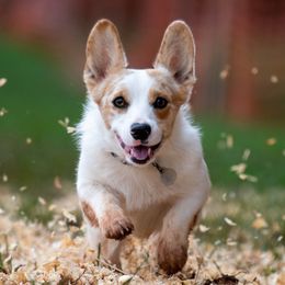 American Corgis and Pembroke Welsh Corgis from America's Red White and Bluie Corgis