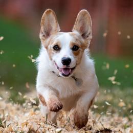 American Corgis and Pembroke Welsh Corgis from America's Red White and Bluie Corgis
