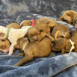 Australian Labradoodle Puppies from Kippy’s Farm Australian Labradoodles