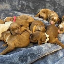 Australian Labradoodle Puppies from Kippy’s Farm Australian Labradoodles