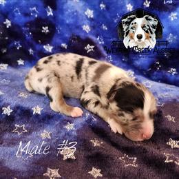Boy 3 - male Australian Shepherd puppy in Harpers Ferry, Iowa from Wexford Creek Aussies, LLC