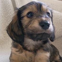 Dachshund Puppies from JV’s Dachshunds & Creams