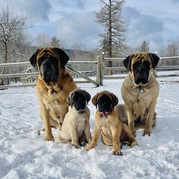 Mastiff Puppies from Mountain Meadow Ranch