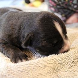 Kraken - Black tri-color female Australian Shepherd puppy in Sonoita, Arizona from Gardner Canyon Kennels