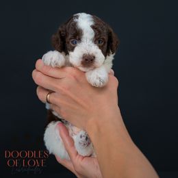 Blitzen - Chocolate male Labradoodle puppy in Travelers Rest, South Carolina from Doodles of Love Labradoodles