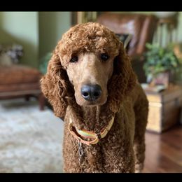 Preston - Poodle