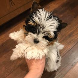 Biewer Terrier Puppies from Lpc Biewer Terriers