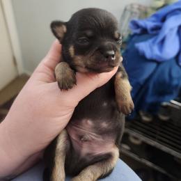 Jarek - Black and tan male Chihuahua puppy in Ashtabula, Ohio from Paw's & Awe's Chihuahuas