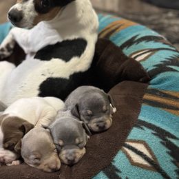 Teddy Roosevelt Terriers from The Oasis Teddy Roosevelt Terriers