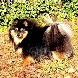 Dehlia - Pomeranian