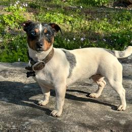 Jack Russell Terrier puppies from Tuff Country Farm
